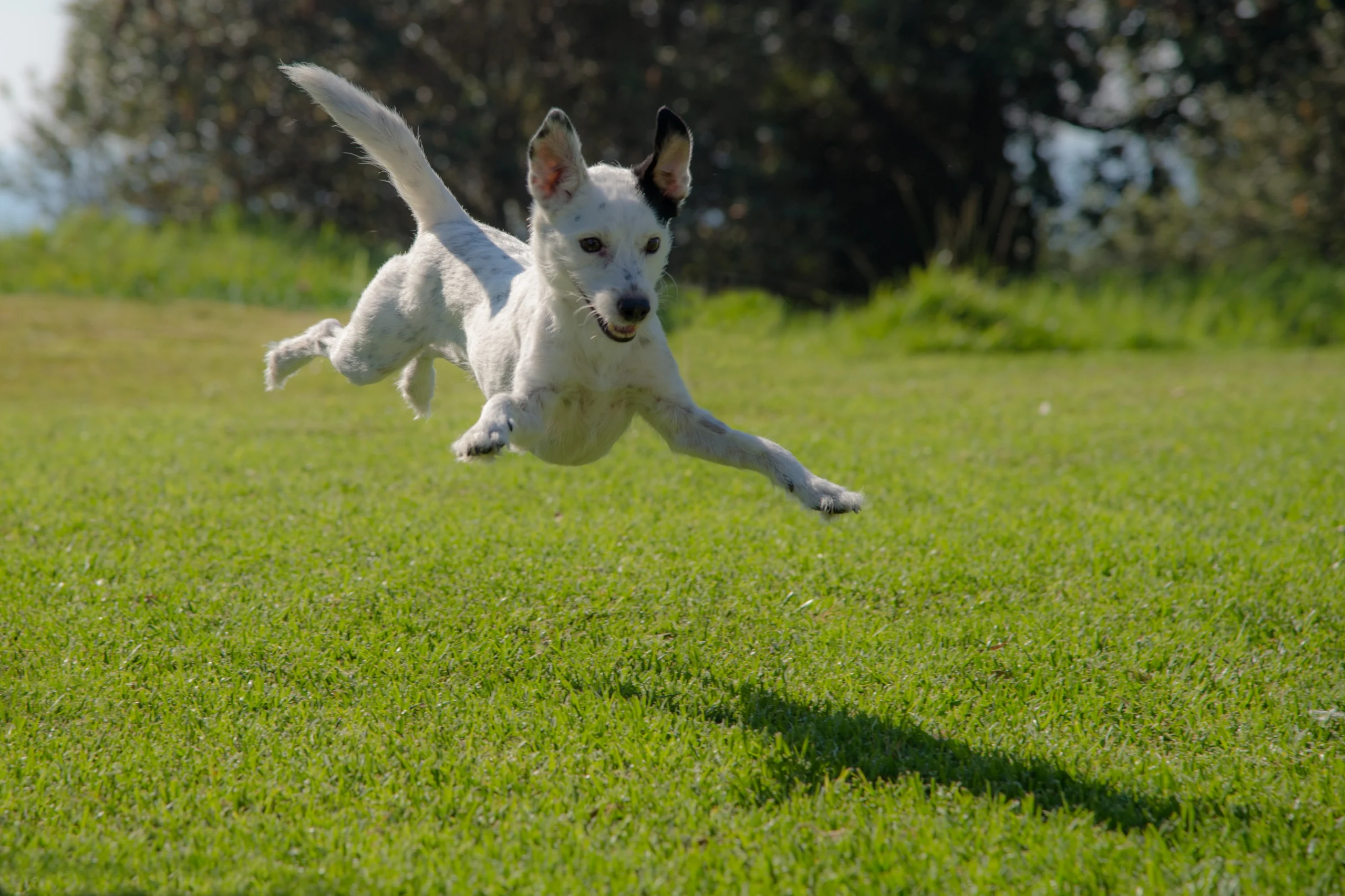 chien saute
